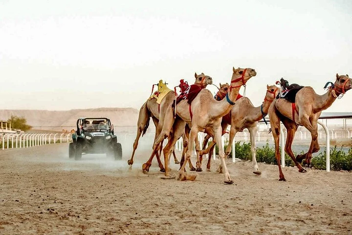 Dubai: Royal Camel Race- Standard Seating