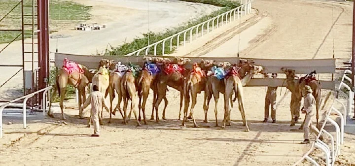 Dubai: Royal Camel Race -VIP Seating