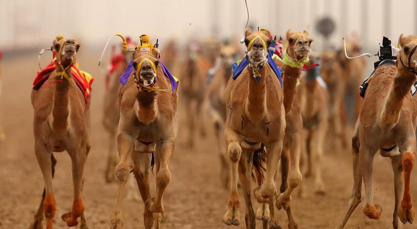 Dubai: Royal Camel Race -VVIP Seating